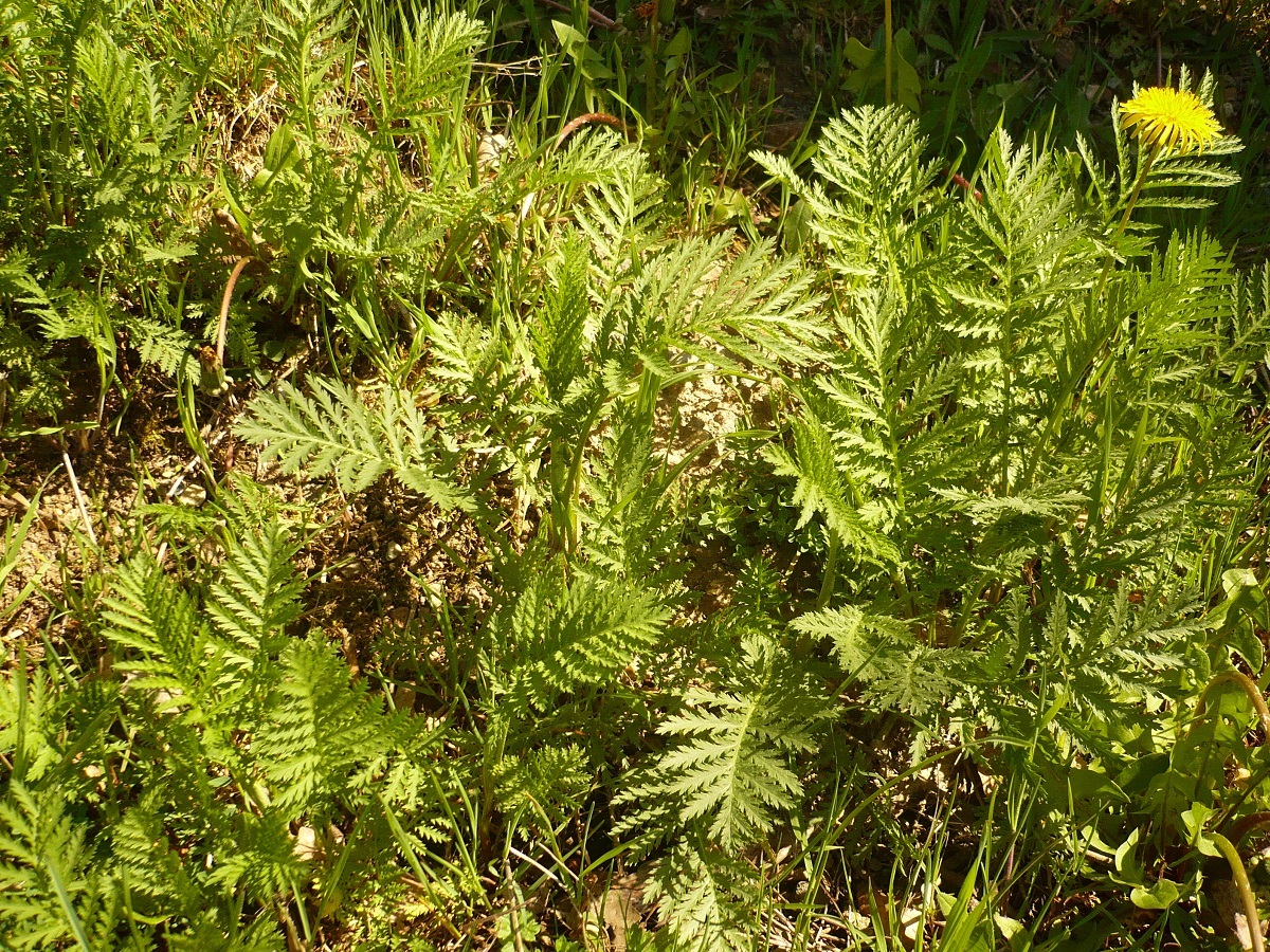 Tanacetum vulgare (Asteraceae)